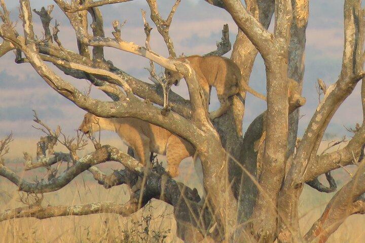 Excursão de safári privado de 3 dias no Murchison Falls Park Safari