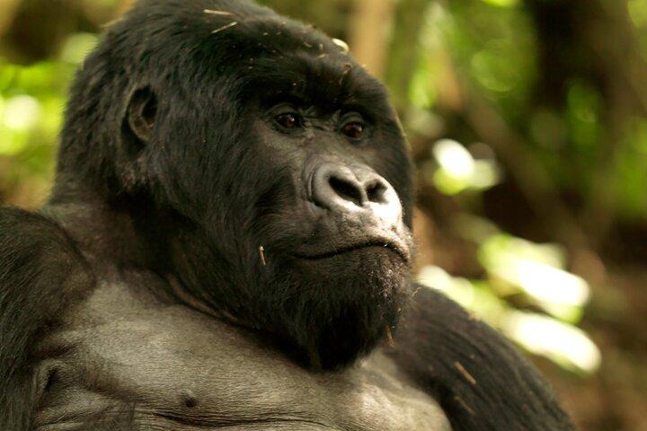 3 dages Golden Monkey Private Trekking i Rwanda