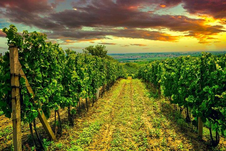 Tysk vinsmagningstur i de bedste vinbars i Berlin