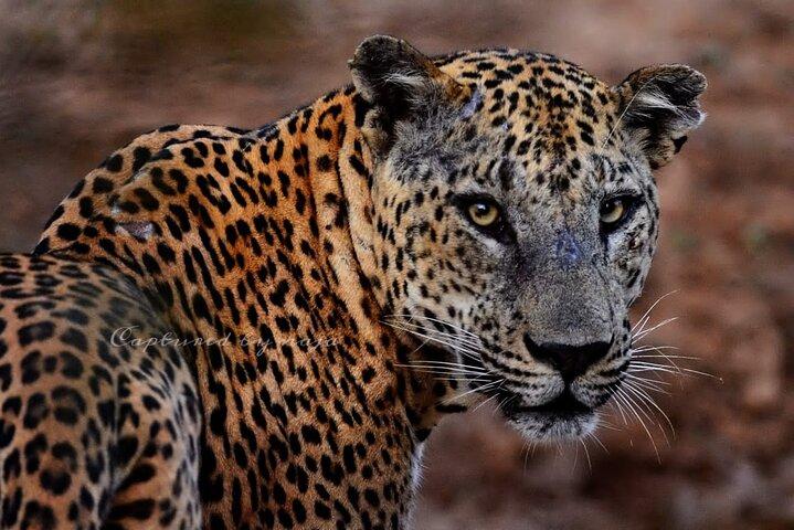 Giornata intera / Mezza giornata WildlifeAdventure in Yala-National-Park