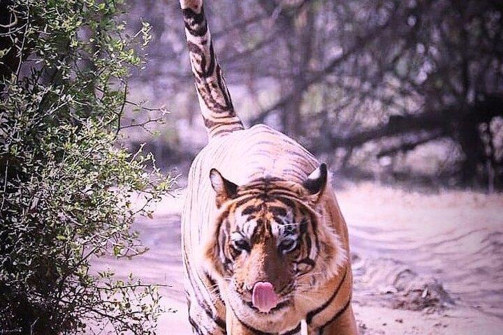 Ranthambore Wildlife Safari mit Tickets & Transferoptionen