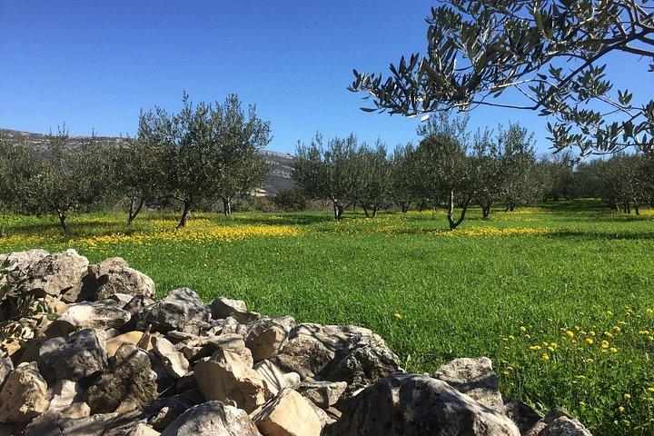 Authentic Dalmatian Wine & Olive Oil Tasting - Live Music & View