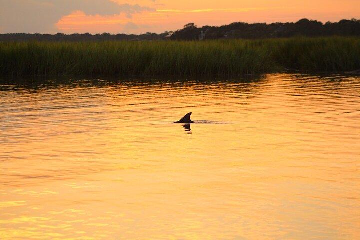 Folly Beach Dolphin Viewing Boat Excursion and Estuary Tour