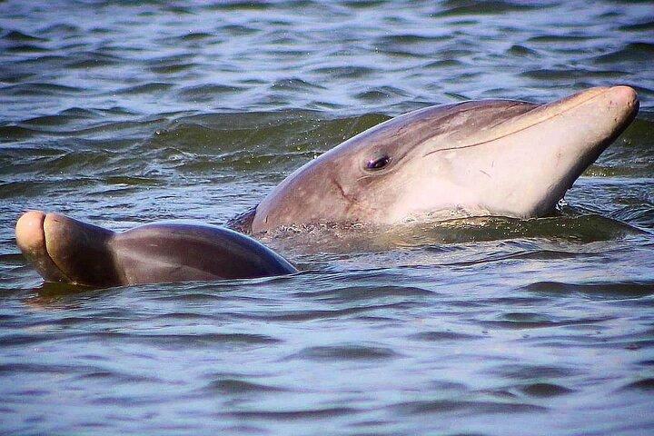 Folly Beach Dolphin Viewing Boat Excursion and Estuary Tour