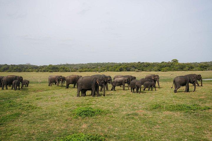 ミネリヤ国立公園半日エレファントサファリ