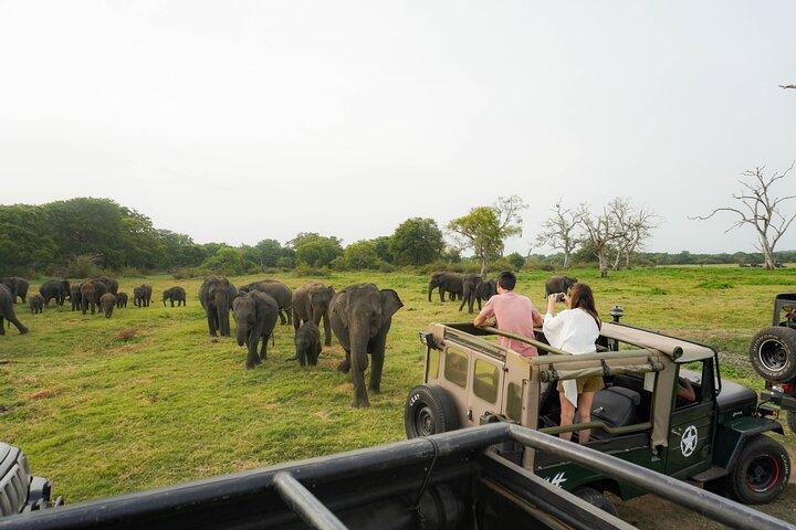 Parco nazionale Minneriya Mezza giornata Elephant Safari