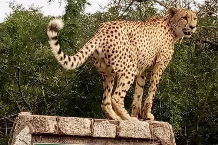 ヨハネスブルグ発 2 日間のクルーガー国立公園サファリ