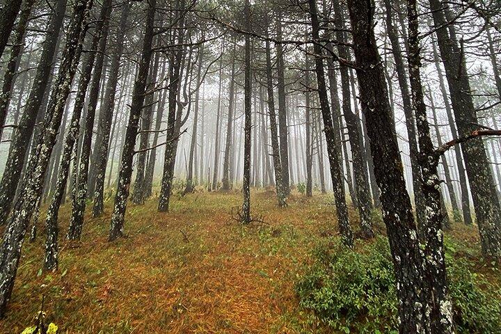 Hiking in the Enchanted Forest of Ixtepeji with Rescue Dogs
