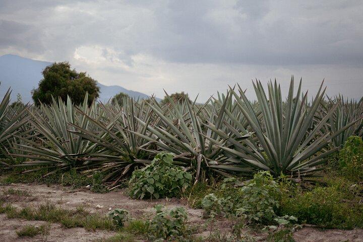 Ultimate Hierve el Agua Hike + Mezcal