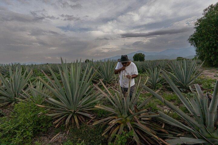 Ultimate Hierve el Agua Hike + Mezcal
