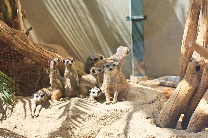 シェーンブルン動物園ウィーンへのフレキシブルな専用交通