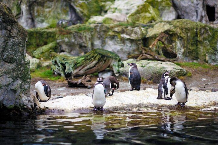 シェーンブルン動物園ウィーンへのフレキシブルな専用交通