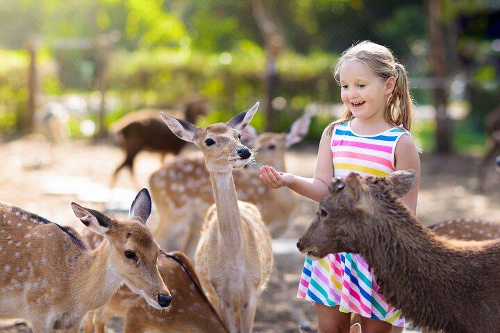 シェーンブルン動物園ウィーンへのフレキシブルな専用交通