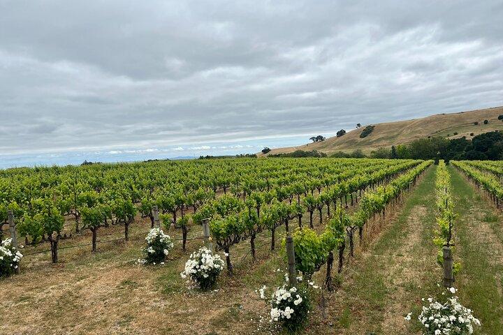 San Francisco: Napa & Sonoma Weintour & 24h Hop-on Hop-off Tour
