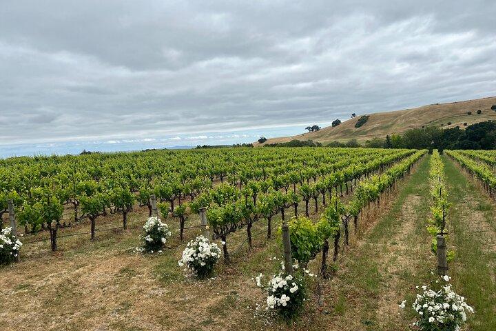 From San Francisco: Napa & Sonoma Valley Wine Tour with Tastings