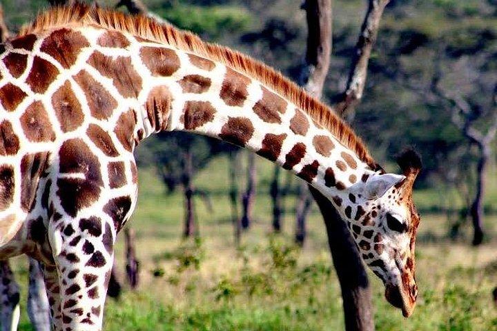 2 - ムブロ湖国立公園への日帰り野生動物サファリ