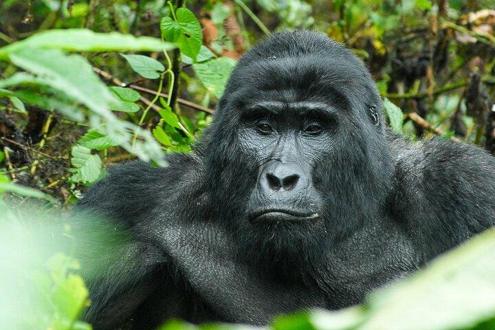 Uganda: Private 14-tägige Safari-Tour