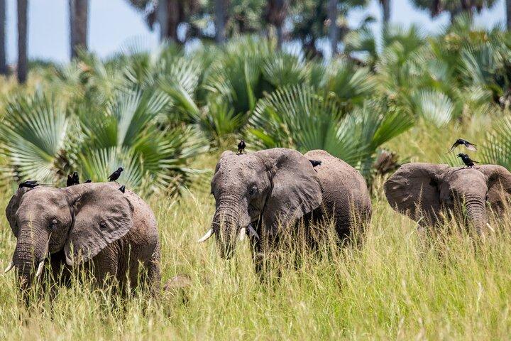 Murchison Falls guiado por 2 dias e safári de trekking Zziwa Rhino