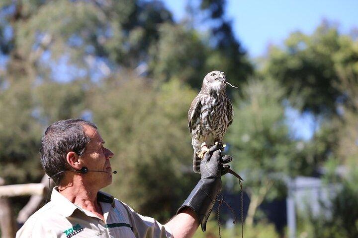 メルボルン発パッフィンビリー蒸気機関車と野生動物の 1 日ツアー