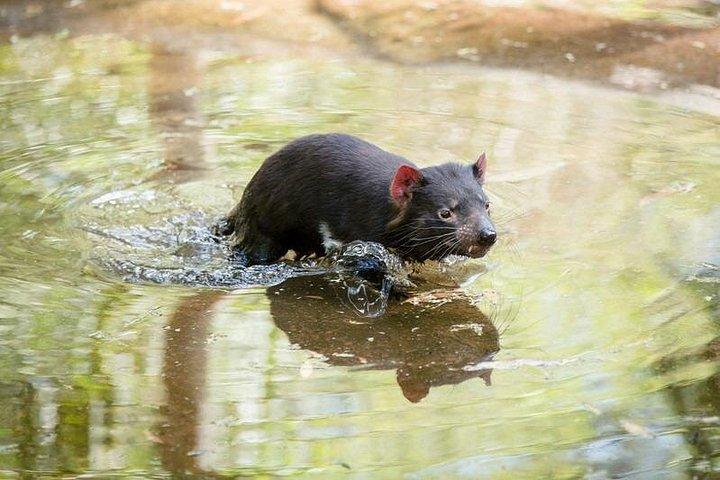 メルボルン発パッフィンビリー蒸気機関車と野生動物の 1 日ツアー