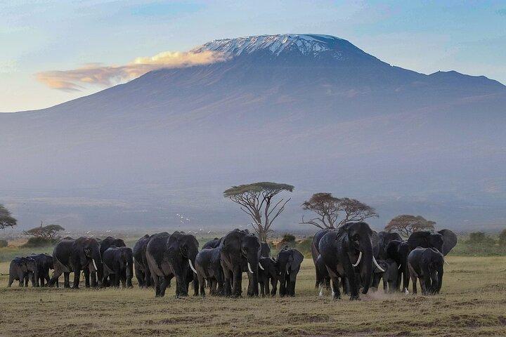 3 dagar 2 nätter Safari till Amboseli från Nairobi