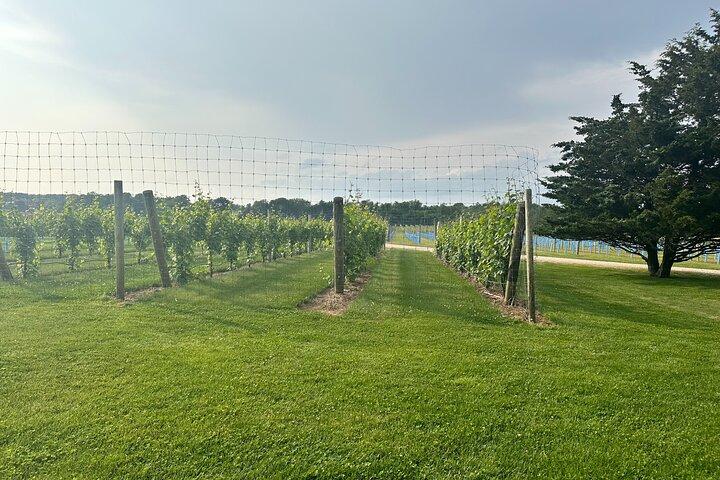 Full-Day Luxury Long Island Private Winery Tour