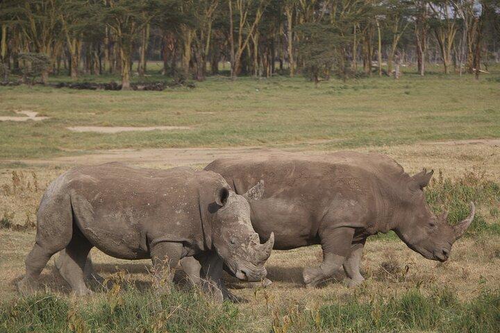 Safari de 12 días en Kenia y Tanzania con primera noche de cortesía