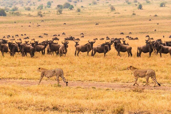 Safari de 12 días en Kenia y Tanzania con primera noche de cortesía