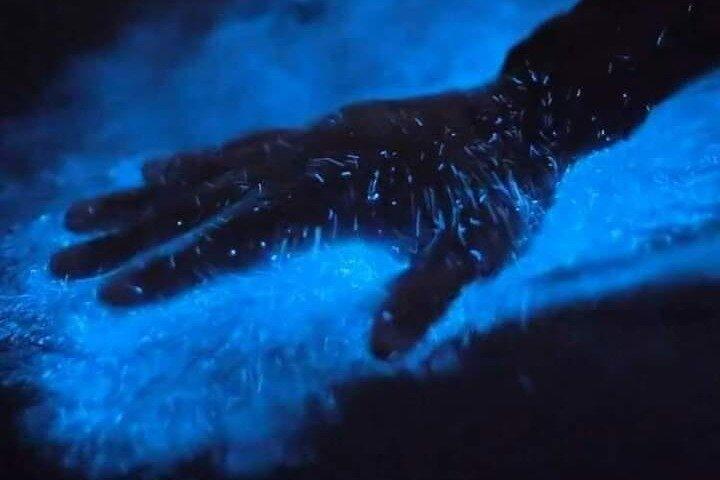 オーランド近郊の生物発光カヤックツアー