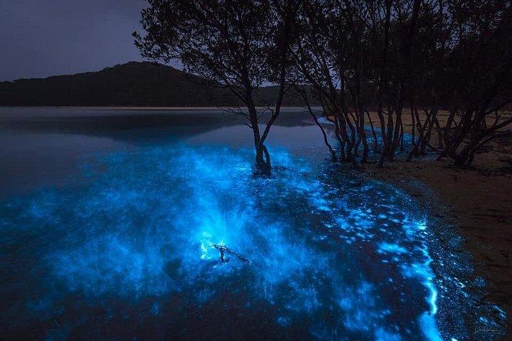 オーランド近郊の生物発光カヤックツアー