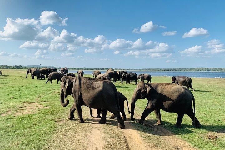 ミネリヤ国立公園でプライベートジープサファリ、象に会いに行こう