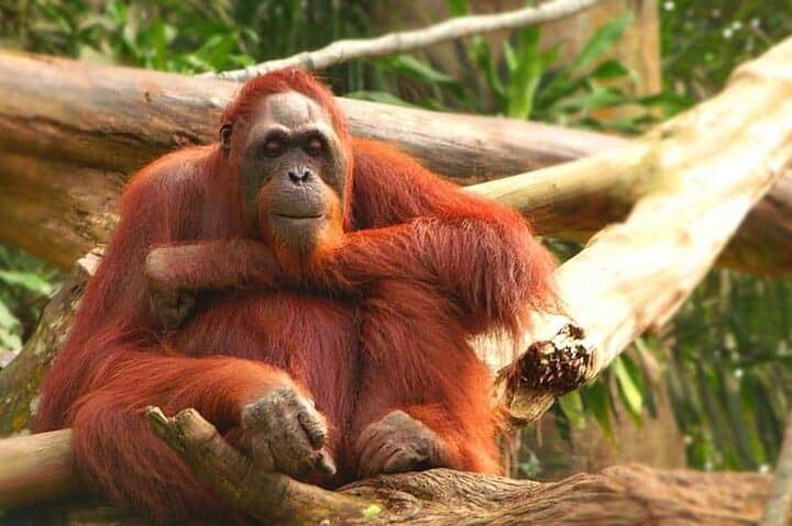 Orangutan Island & Perak Tong Cave Temple Tour from Kuala Lumpur