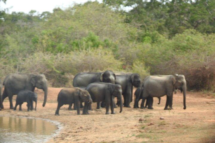 Soirée safari - Parc national de Yala avec safari Janaka - de 14h00 à 18h30