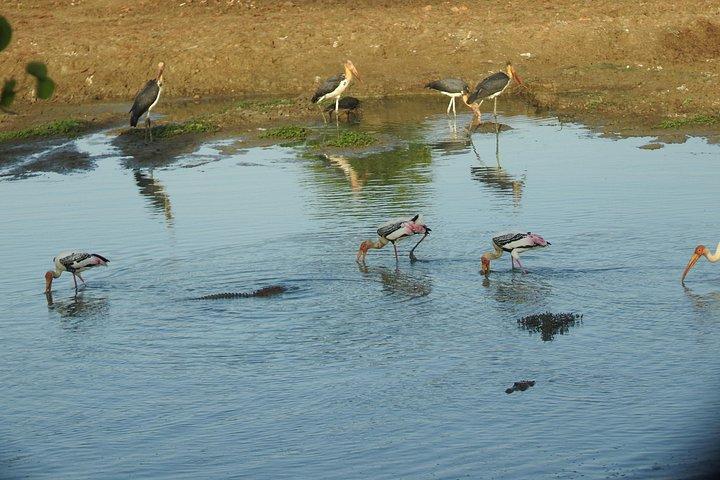 イブニングサファリ - ヤナカサファリのあるヤラ国立公園 - 午後2時から午後6時半