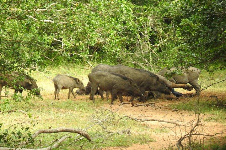 イブニングサファリ - ヤナカサファリのあるヤラ国立公園 - 午後2時から午後6時半
