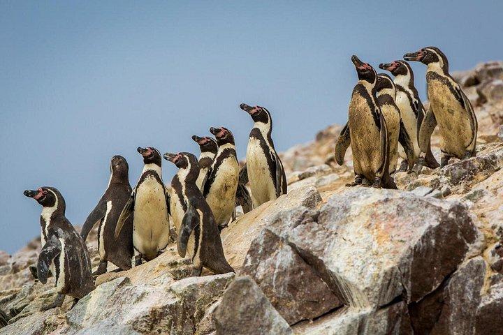 リマ発、バジェスタス諸島とワカチナ・オアシスへのプライベート終日ツアー