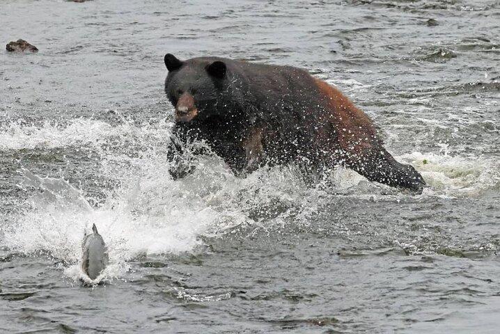 ケチカンで2時間の野生動物と文化小型バン小旅行