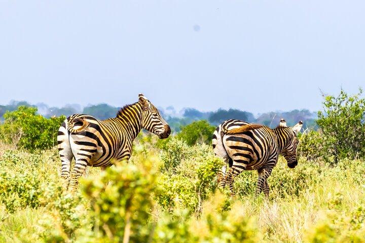 Safari dello Tsavo East Day da Mombasa e Diani