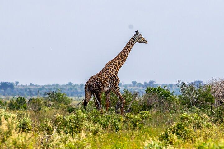 Safari dello Tsavo East Day da Mombasa e Diani