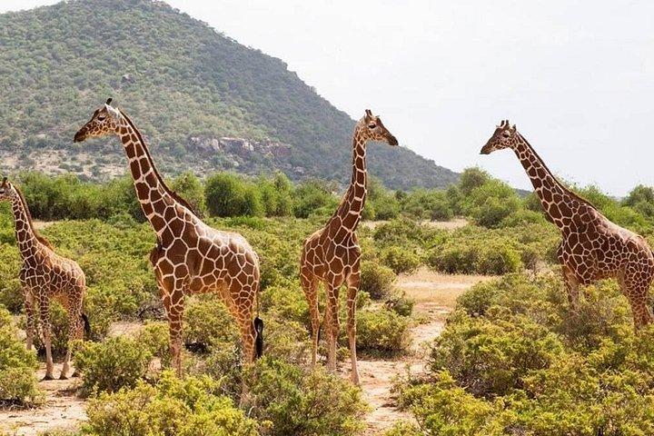 ナイロビ発サンブル&オルペヘタへの3泊4日プライベートサファリ