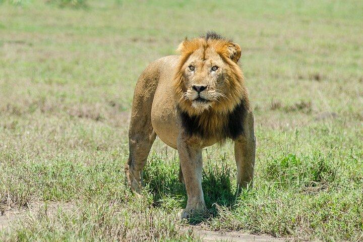 Safari privé à Kibale et aux chutes Murchison