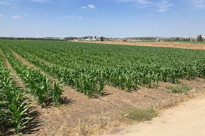 イスラエルのキブツ体験を完全に包括的
