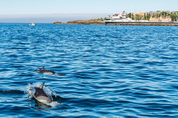 Cascais | Dolfijnen kijken