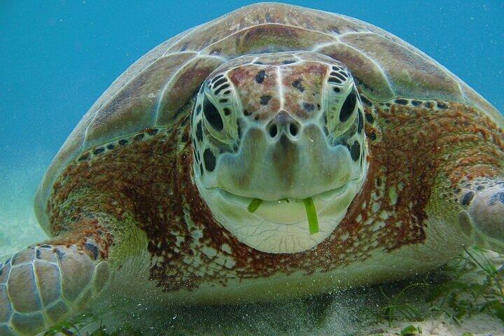 Cenote & Turtles Swim Tour! Avventura nella barriera corallina da Playa del Carmen