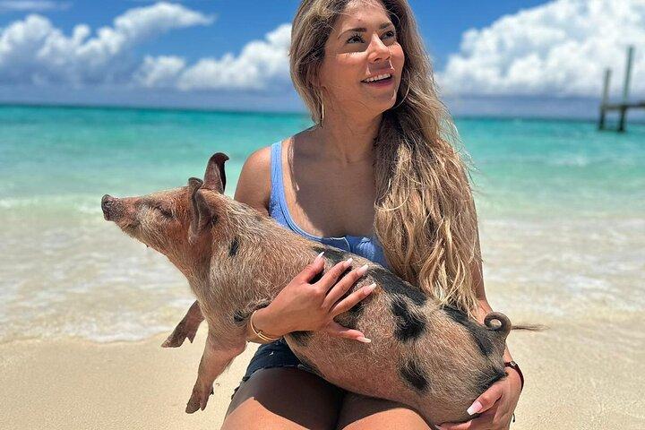 Privat Nassau Rose Island Båttur Simning Grisar, Sköldpaddor
