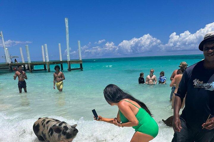 Privat Nassau Rose Island Båttur Simning Grisar, Sköldpaddor
