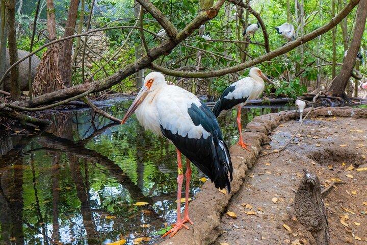 終日ツアー イスラ バル - コロンビア国立鳥類園とプラヤ ブランカ