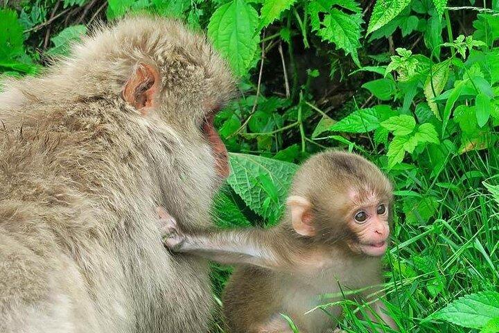 Templo ZenkoJi privado de macaco da neve de 1 dia e degustação de saquê em NaganoTour