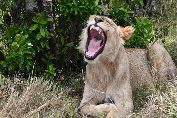 Excursão compartilhada pelo Parque Nacional de Nairobi