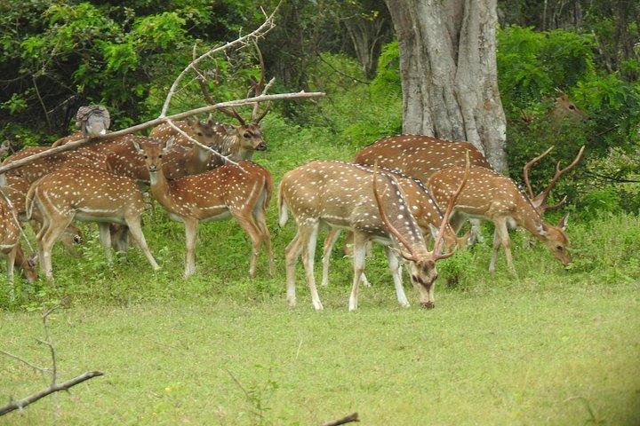 Yala : , Special Leopard and Elephantsサファリツアー